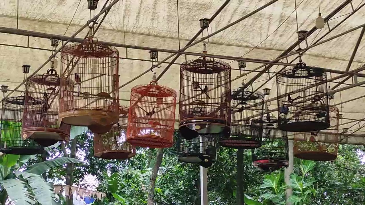 Lomba murai batu di rfn arena