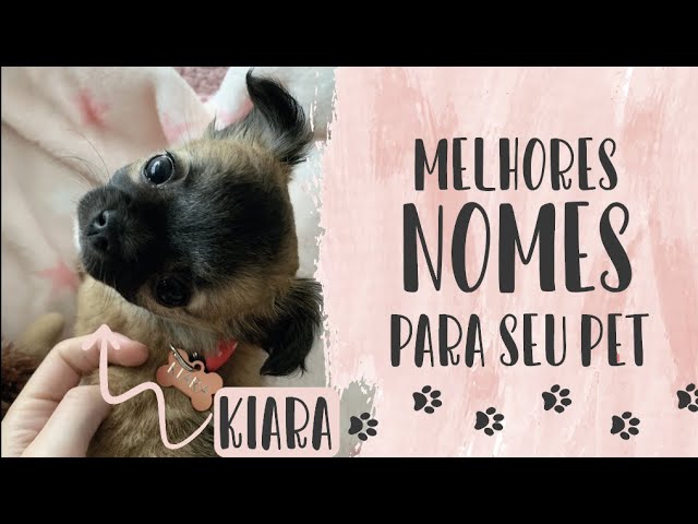 Nomes para cachorro macho: 480 ideias criativas