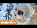Funniest Winter Animals | Funny Pet Videos