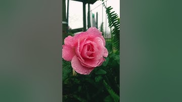مؤيد المزين تلاوة جميلة من سورة لقمان