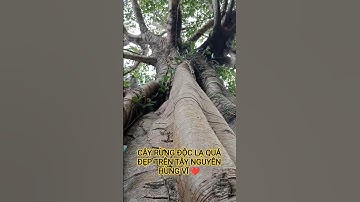 CÂY RỪNG ĐỘC LẠ QUÝ HIẾM TUYỆT ĐẸP TRONG RỪNG SÂU TÂY NGUYÊN