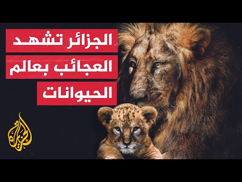 حالة نادرة لولادة 7 أشبال بشهر لفصيلة مهددة بالانقراض في الجزائر