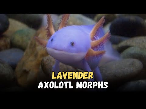 Lavender Axolotl -