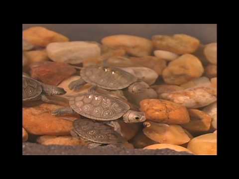 Diamondback Turtle Nursery at AASU in Savannah