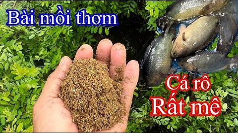 Cách Làm Mồi Cám Thơm Mà Cá Rô Rất Thích / câu cá rô đồng