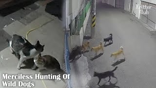 Mom Cat Loses 2 Kittens To Wild Dogs' Heartless Hunt (Part 1) | Kritter Klub
