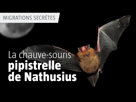 Video: Pipistrele de est migrează?