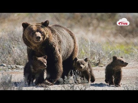 Видео: Баавгайн хөндийд цасан гинж хэрэгтэй юу?