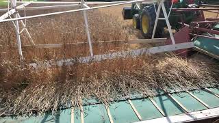 binding wheat using a McCormick Deering binder 2021(4)