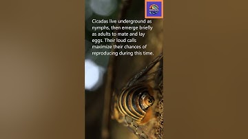 Mysterious science behind Cicada calling