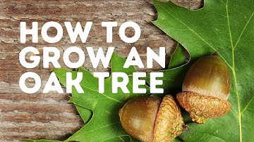 How To Grow An Oak Tree From An Acorn: A Simple & Easy Tutorial