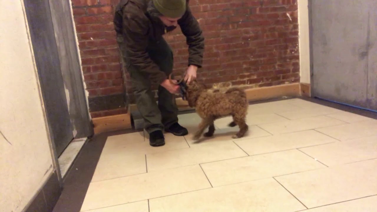 peter caine dog trainer youtube How to get Puppy to Retrieve