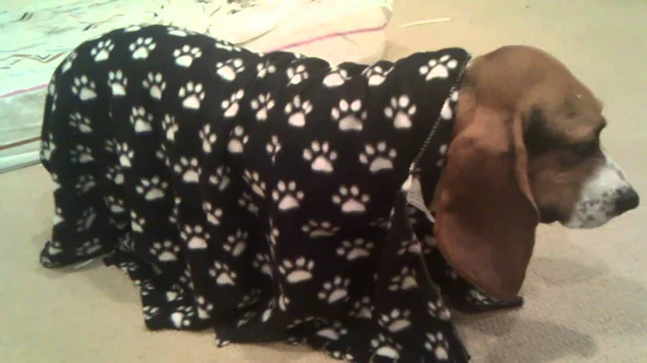 My dog doesn't move when I put anything on her