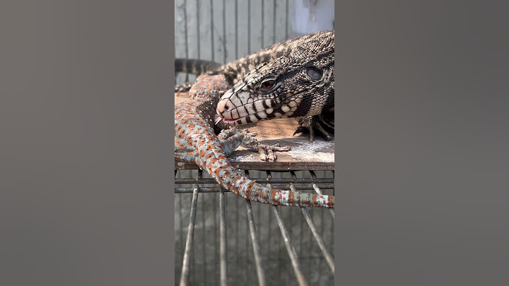 KADAL TEGU VS TOKEK #tegulizard #tokekrumah