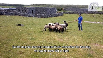 Jess starts working with the sheep