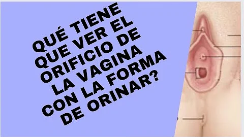 ¿Cómo se llama la parte de la orina femenina?