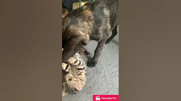 Watch the video about Dutch Shepherd Attacks Bengal Cat #shorts