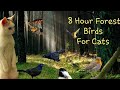 8 Hour Forest Birds For Cats To Watch