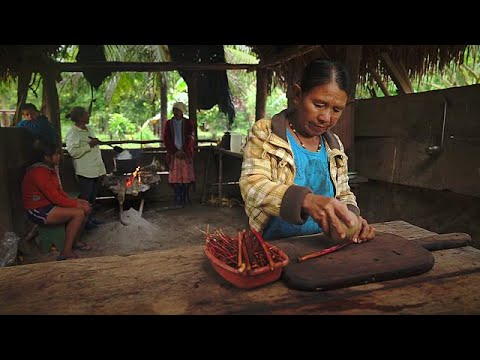 Inside the rainforest&rsquo;s medicine cabinet