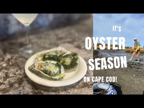 Oyster Season is Here! Gathering, Shucking, Cooking Oysters on Cape Cod.
