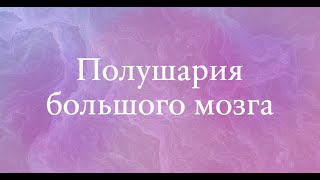 Полушария большого мозга (неполная версия) - анатомия центральной нервной системы (ЦНС)