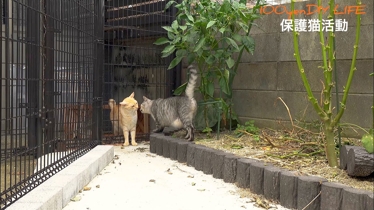 自由に外で遊べるキャットガーデンをDIY。恐る恐る出てくる猫ちゃんが可愛すぎましたwww｜保護猫活動