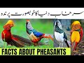 Surkhab pheasant the most beautiful bird facts and feasibility of pheasant pheasant surkhab