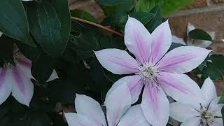 Clematis