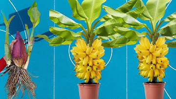 Grow banana tree from plantain flower🍌