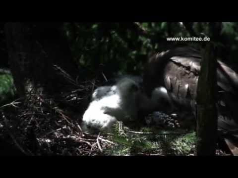 Einsatz fr den Wespenbussard - Vogelschutz auf Mal...