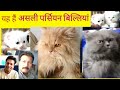 Toseef bhai Bhopal walon ki Persian cats & kitten | khoobsoorat Irani billiyan | cute Parisian cats