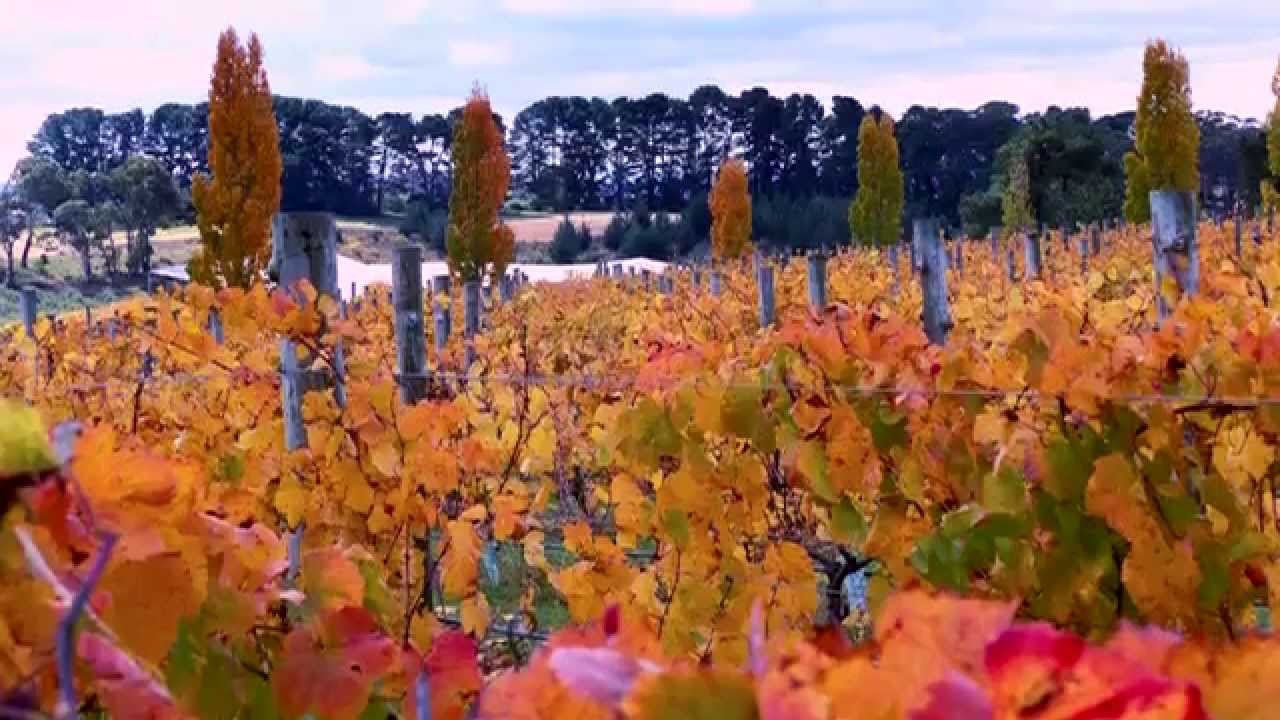 Debra Meiburg MW Meet the Winemaker 227: James Robson, Ross Hill Wines