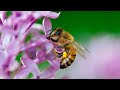 Beekeepers raising awareness on World Bee Day