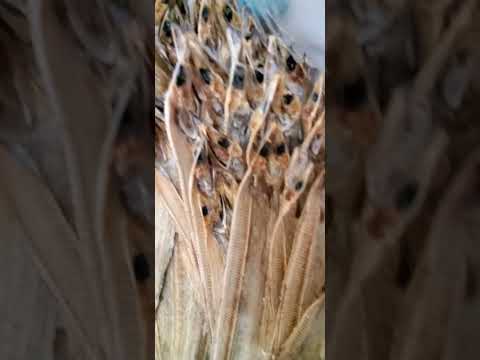 Dried sword fish