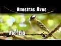 FÍO - FÍO . - Serie Nuestras Aves