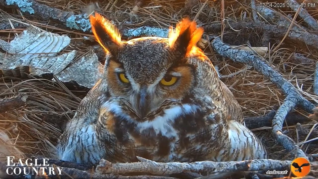 Eagle Country 2-7-26. Willow Eats at the CT, Returns Food to the Cache; Willow & Gus Daylight Views.