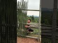 The process of making the bamboo house, with effect display.