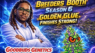 Breeders Booth S6 | Flower Finishes Strong | Golden Glue Goodbuds Genetics 🧪🌱