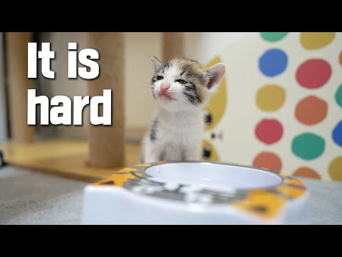 How does a 4 <strong>Week</strong>-old <strong>Kitten</strong> Drink Water? a Difficult Challenge