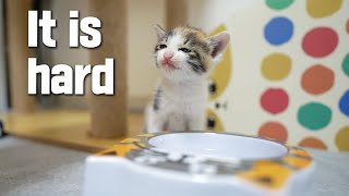 How does a 4 Week-old Kitten Drink Water? a Difficult Challenge