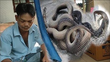 RẮN KHÌA NƯỚC DỪA MÓN ĂN ĐƠN GIẢN MÀ NGON