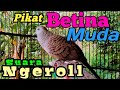 Perkutut Lokal Betina Muda, Suara Ngerollnya pikat semua jenis perkutut. "TERBUKTI Ampuh"