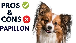 Papillon Dog Breed Pros and Cons | Papillon Dog Advantages and Disadvantages #AnimalPlatoon