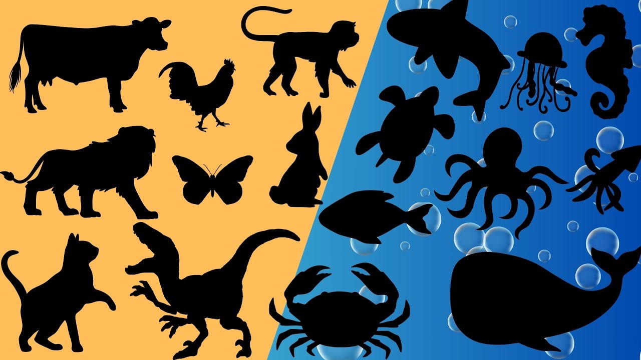 Descubra o animal pela sombra! Descubra os alimentos pela sombra - Vídeo educativo