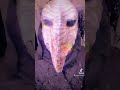 You heard that right #ytshorts #tiktok #tiktokvideo #plaguedoctor #plague #plaguedoctors #wierd #yes