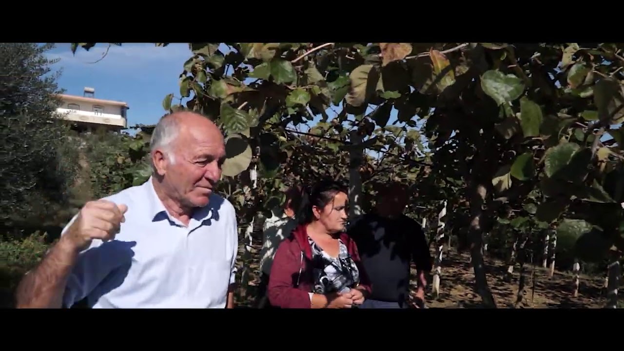 BELSH TV   Bujqësia në Dumre, Kultivimi i FRUTIT  KIVI ne zonen e Dumrese