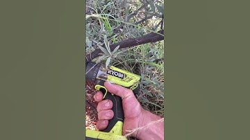 How to cut down small Mulga tree , with a drill
