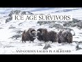 Ice Age Survivors | Musk Oxen &amp; Golden Eagles