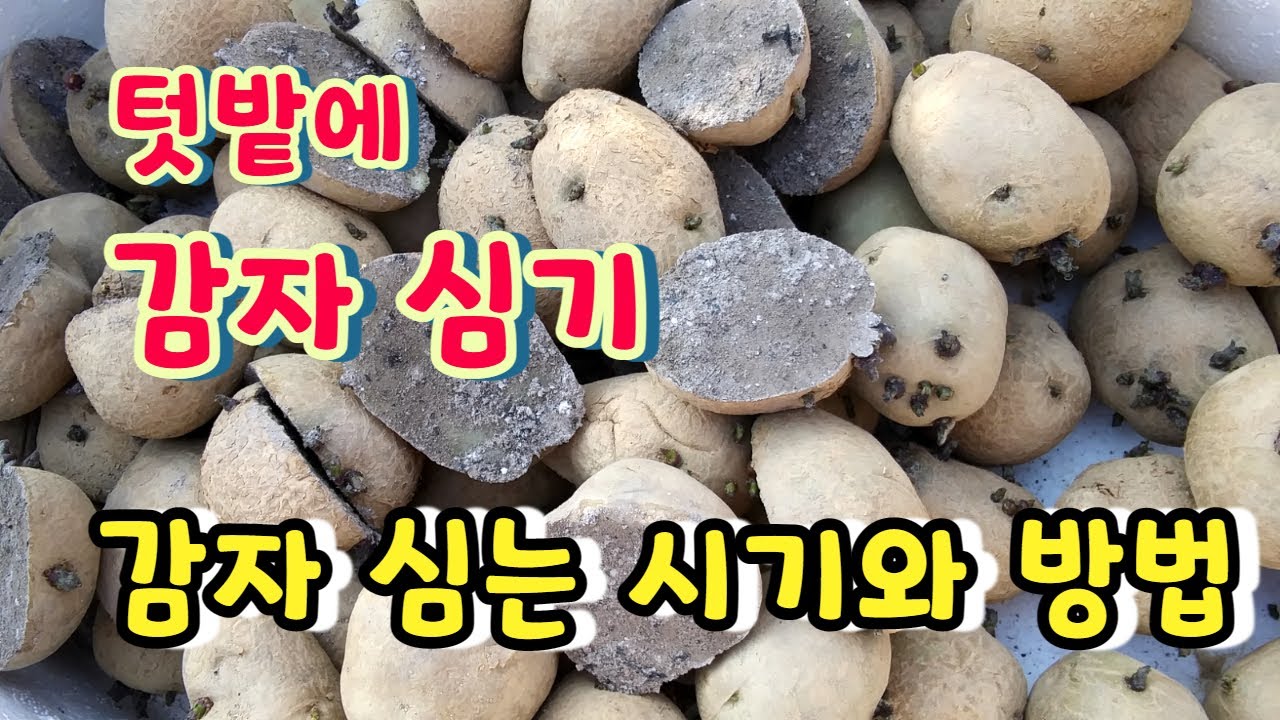 텃밭에 감자 심는 시기와 방법 전 과정 요약보기. 텃밭 감자 재배 기초 알아보기. - YouTube