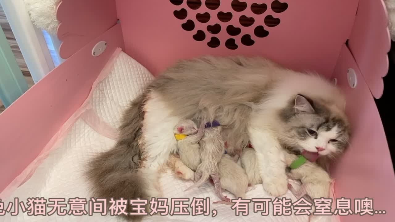 VLOG21笠猫咪生产全过程｜（2021年）期待已久的Gina小宝贝终于要来到这个世界上了🎀福州布偶猫舍日常生活